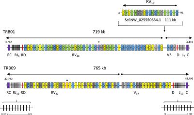 Tetraploid Ancestry Provided Atlantic Salmon With Two Paralogue Functional T Cell Receptor Beta Regions Whereof One Is Completely Novel